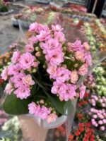 Pudra Pembe Kalanşo Çiçeği (Kalanchoe blossfeldiana) - Görsel 3