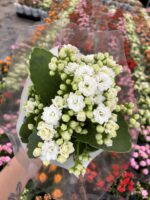 Saf Beyaz Kalanşo Çiçeği (Kalanchoe blossfeldiana) - Görsel 3