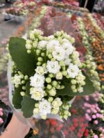 Saf Beyaz Kalanşo Çiçeği (Kalanchoe blossfeldiana)