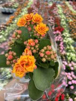 Günbatımı Kalanşo Çiçeği (Kalanchoe blossfeldiana) - Görsel 2