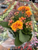 Günbatımı Kalanşo Çiçeği (Kalanchoe blossfeldiana) - Görsel 4
