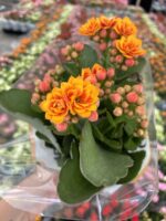 Günbatımı Kalanşo Çiçeği (Kalanchoe blossfeldiana)