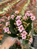 Mor Dantel Kalanşo Çiçeği (Kalanchoe blossfeldiana) - Görsel 3
