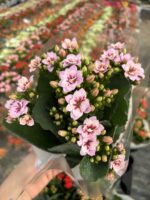 Mor Dantel Kalanşo Çiçeği (Kalanchoe blossfeldiana)
