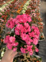 Şeker Fuşya Kalanşo Çiçeği (Kalanchoe blossfeldiana) - Görsel 2