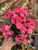 Şeker Fuşya Kalanşo Çiçeği (Kalanchoe blossfeldiana)