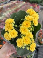 Altın Sarısı Kalanşo Çiçeği (Kalanchoe blossfeldiana) - Görsel 3