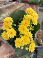 Altın Sarısı Kalanşo Çiçeği (Kalanchoe blossfeldiana)