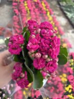 Efsun Moru Kalanşo Çiçeği (Kalanchoe blossfeldiana) - Görsel 3