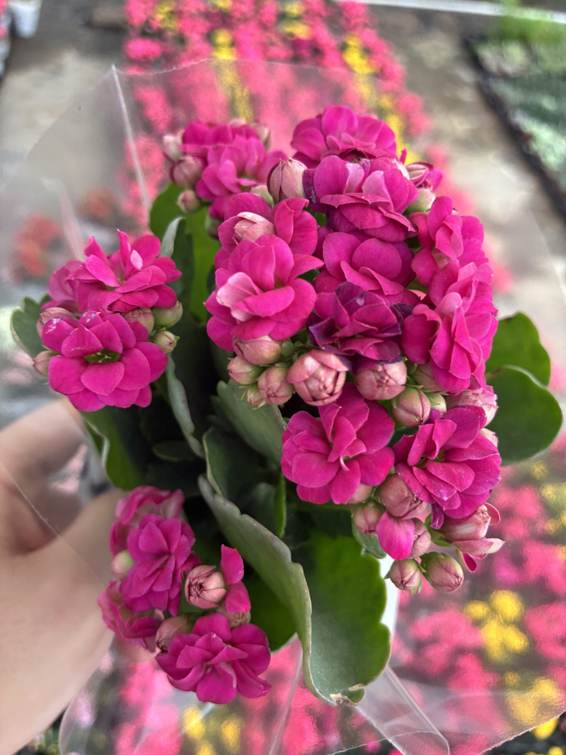 IMG_9954 Efsun Moru Kalanşo Çiçeği (Kalanchoe blossfeldiana) - Görsel 1