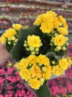 Altın Sarısı Kalanşo Çiçeği (Kalanchoe blossfeldiana) - Görsel 2