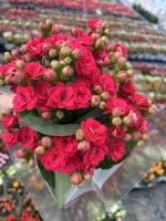 Narçiçeği Kalanşo Çiçeği (Kalanchoe blossfeldiana) - Görsel 3