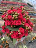 Narçiçeği Kalanşo Çiçeği (Kalanchoe blossfeldiana)