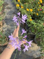 Sosyete Sarımsağı (Tulbaghia violacea)