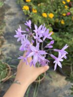 Sosyete Sarımsağı (Tulbaghia violacea) - Görsel 2