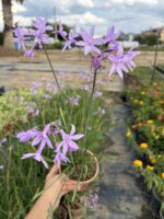 Sosyete Sarımsağı (Tulbaghia violacea) - Görsel 3