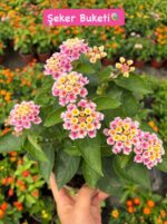 3'lü Medium Ağaç Minesi Seti (Lantana camara) - Görsel 3
