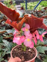 Çilli Çınar Begonya (Begonia maculata) - Görsel 2