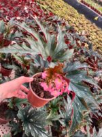 Çilli Çınar Begonya (Begonia maculata) - Görsel 3