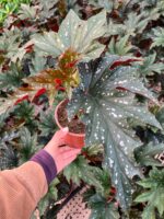 Çilli Çınar Begonya (Begonia maculata)