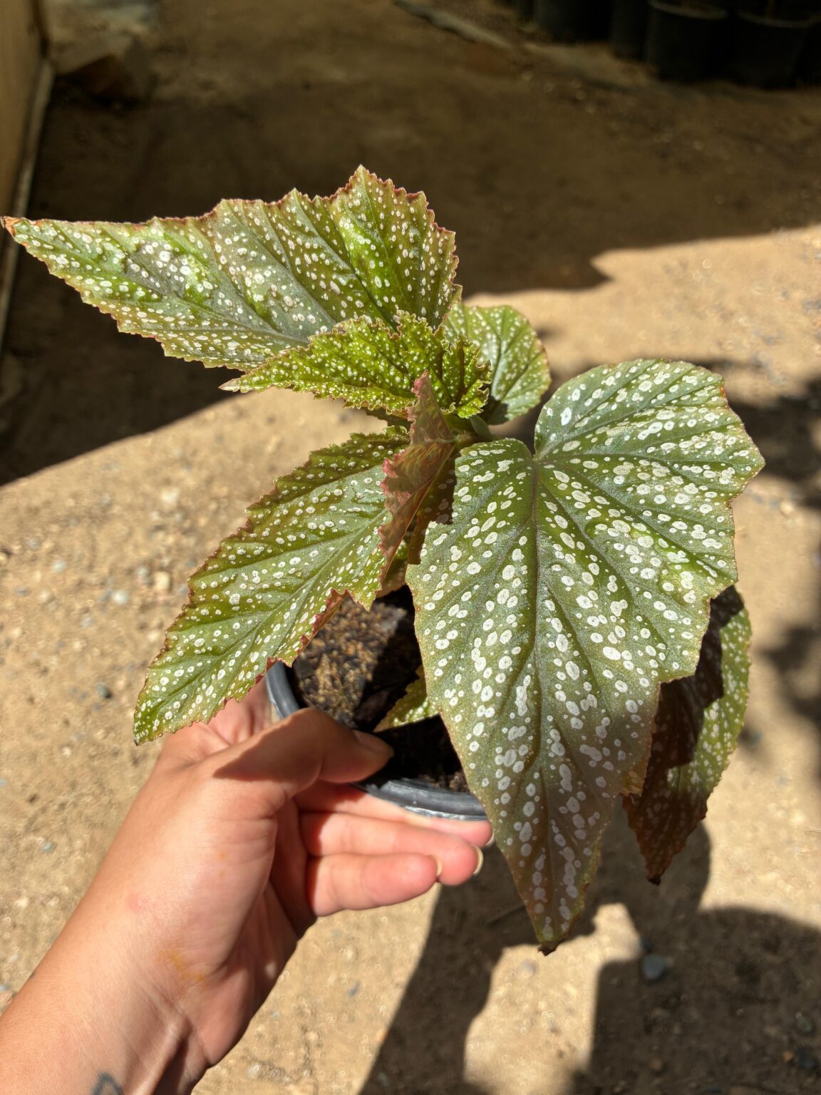 Begonya Argento Guattata (Begonia ‘Argenteo-guttata’) ürün fotoğrafı