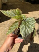 5'li Begonya Seti (Begonia spp.) - Görsel 4