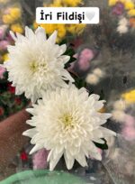 4’lü İri Kasımpatı İthal Set (Chrysanthemum × morifolium)