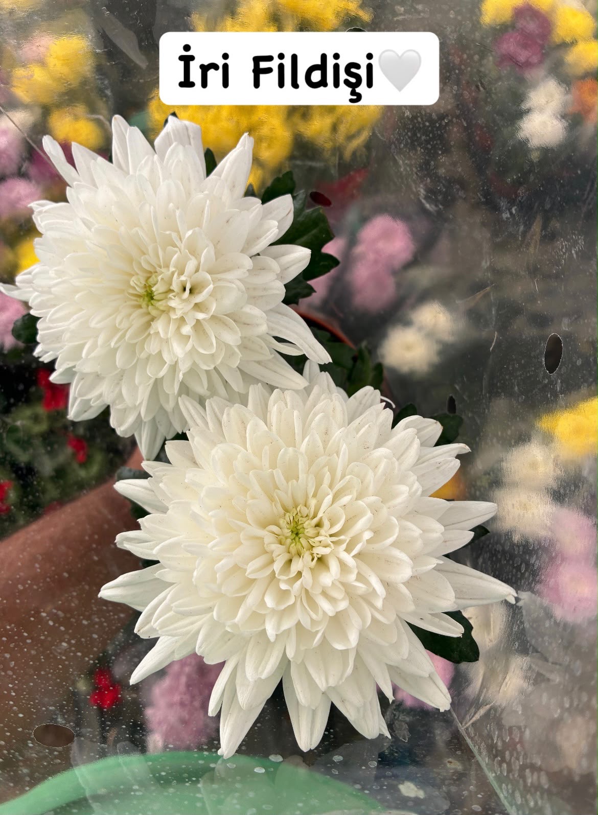 efde1bc4-c7a1-426a-967b-fb4a08376d85 4’lü İri Kasımpatı İthal Set (Chrysanthemum × morifolium) - Görsel 1