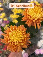4’lü İri Kasımpatı İthal Set (Chrysanthemum × morifolium) - Görsel 4